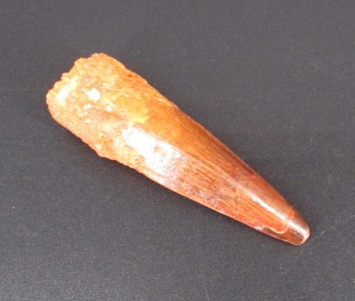 Fossil Spinosaurus Tooth