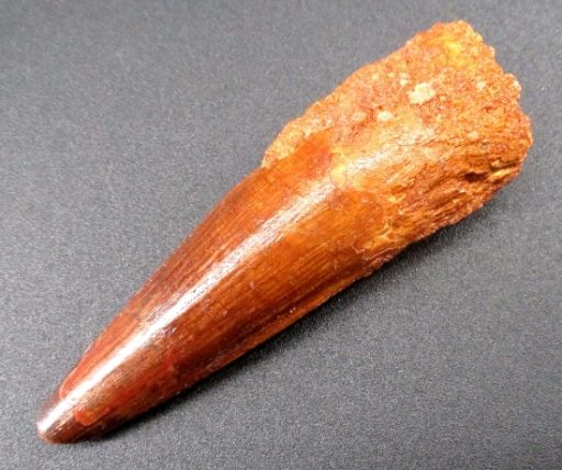 Fossil Spinosaurus Tooth