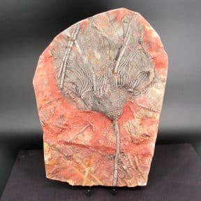 Crinoid Fossil Plaque