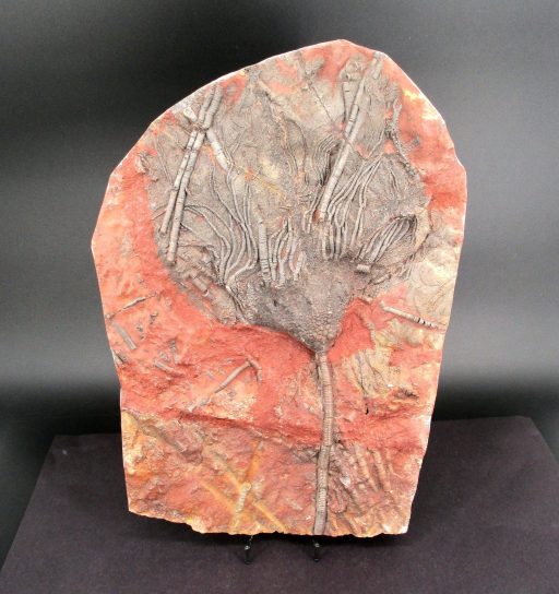 Crinoid Fossil Plaque