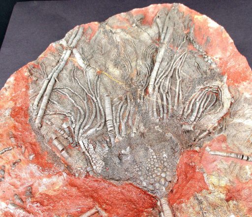 Crinoid Fossil Plaque