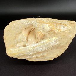 Mosasaur Tooth