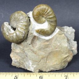 Ammonite