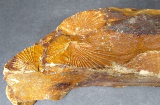 Fossil Scallops