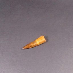 Fossil Spinosaurus Tooth