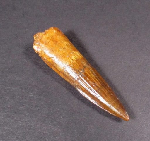 Fossil Spinosaurus Tooth