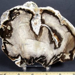 Petrified Wood