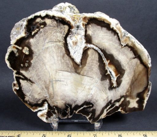 Petrified Wood