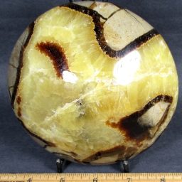 Septarian Disk