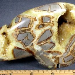 Septarian Bear