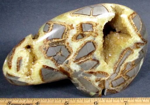 Septarian Bear