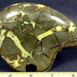 Septarian Bear