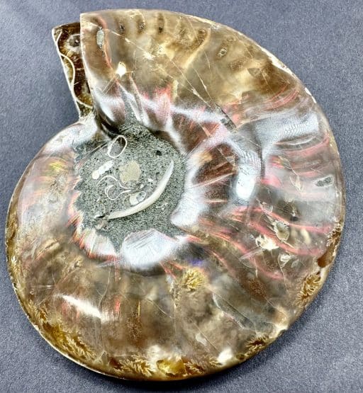 FO155 Ammonite - Image 5