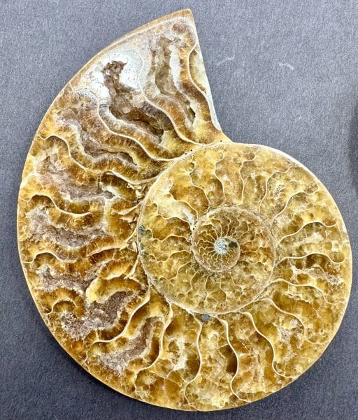 FO155 Ammonite - Image 6