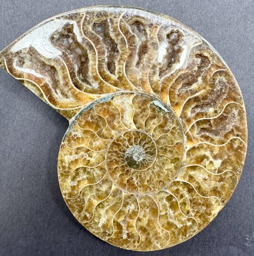 Ammonite