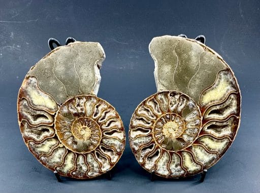 Ammonite