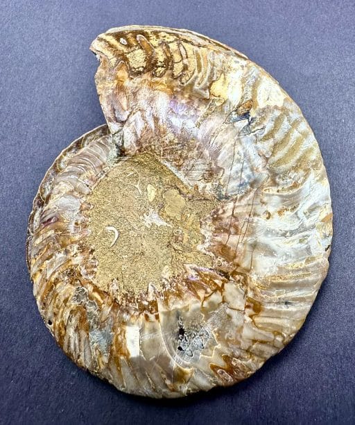 FO159 Ammonite - Image 5