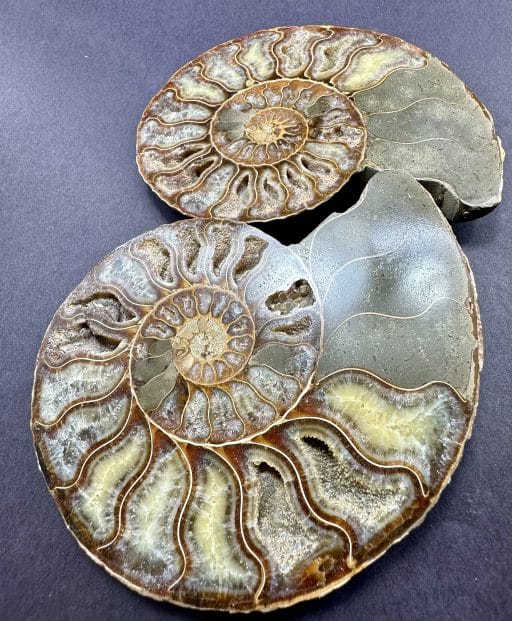 Ammonite