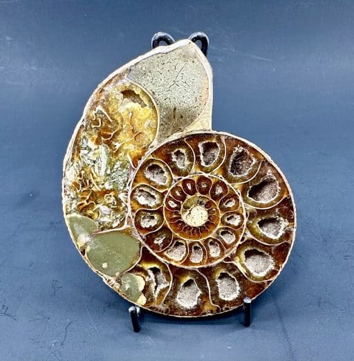 Ammonite