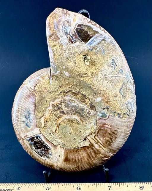 FO161 Ammonite - Image 2