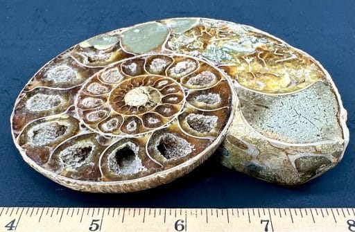 FO161 Ammonite - Image 3