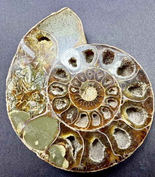 FO161 Ammonite - Image 4