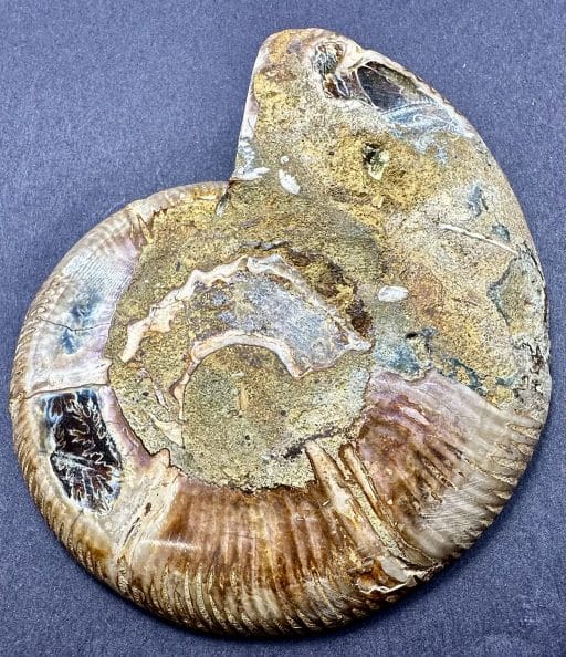 Ammonite