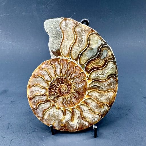 Ammonite