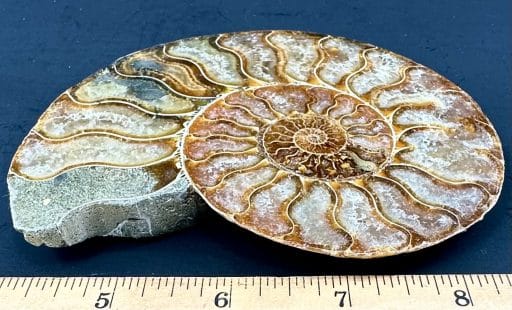 FO162 Ammonite - Image 3