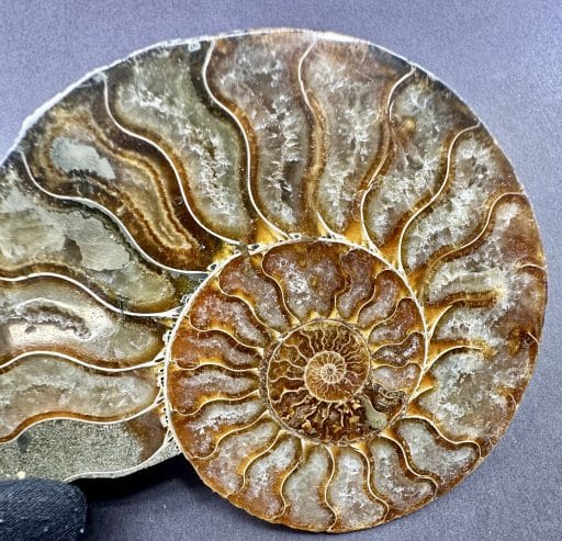 FO162 Ammonite - Image 4