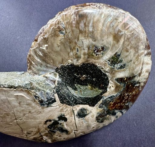 Ammonite