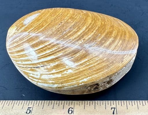 FO204 Fossilized Clam - Image 2