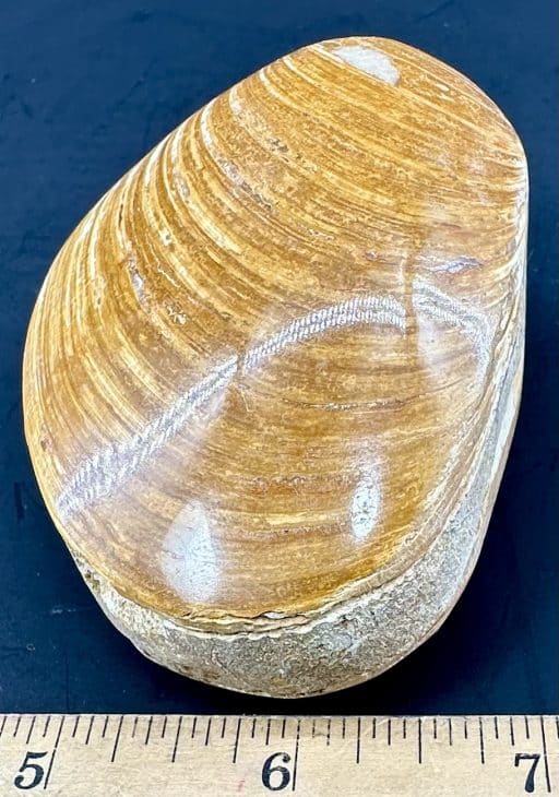 FO204 Fossilized Clam - Image 3