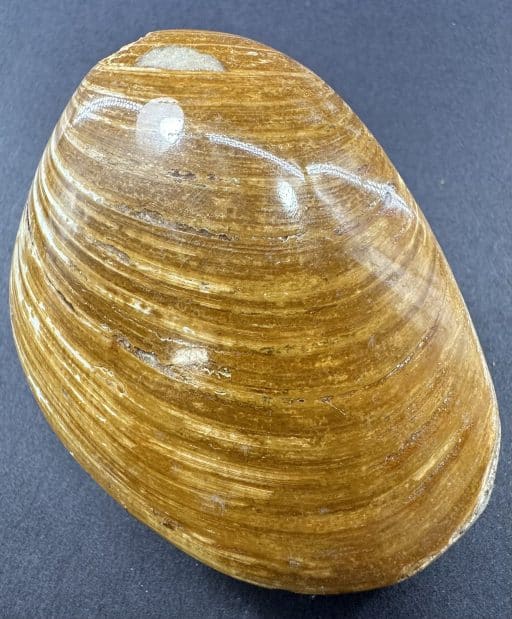 FO204 Fossilized Clam - Image 4