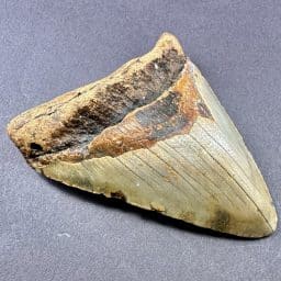 Megalodon Shark Tooth