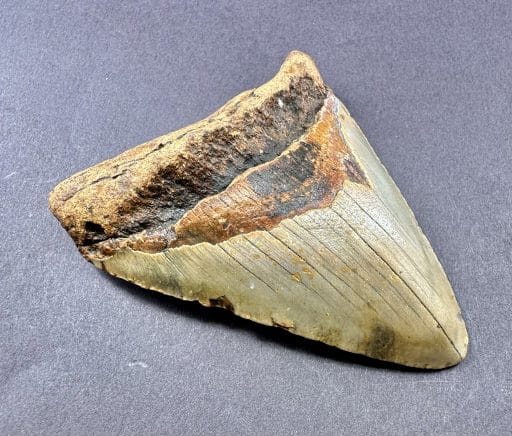 Megalodon Shark Tooth