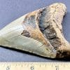 FO214 Megalodon Shark Tooth - Image 2
