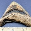 FO214 Megalodon Shark Tooth - Image 3