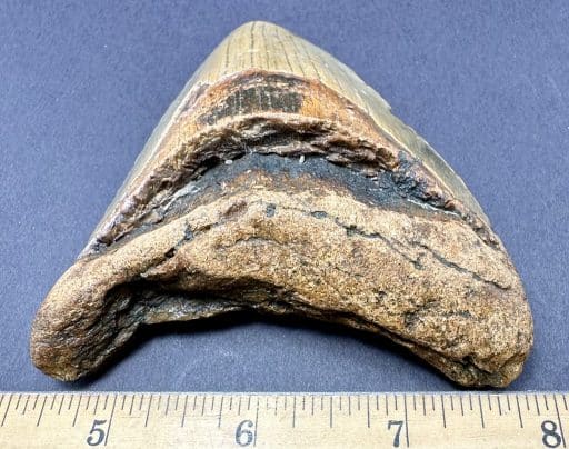 FO214 Megalodon Shark Tooth - Image 3