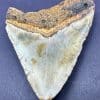 FO214 Megalodon Shark Tooth - Image 4