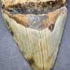 Megalodon Shark Tooth
