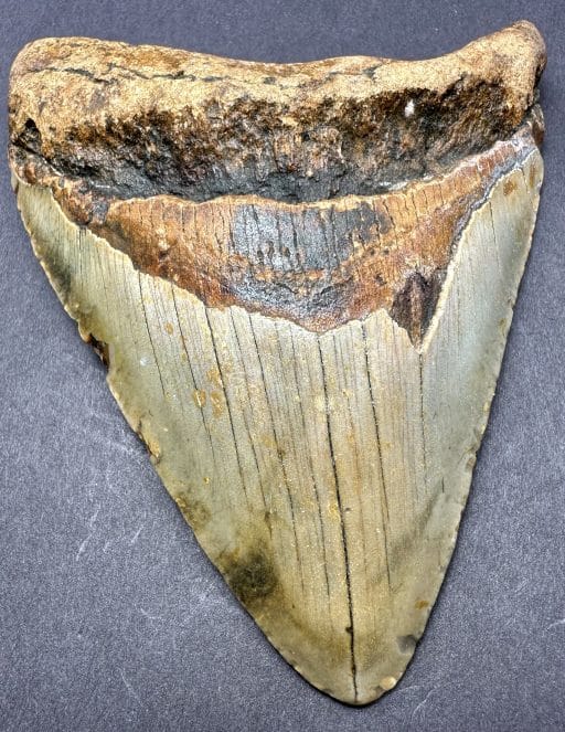 Megalodon Shark Tooth