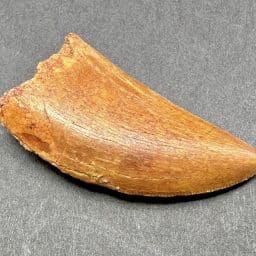 Fossil Dinosaur Tooth