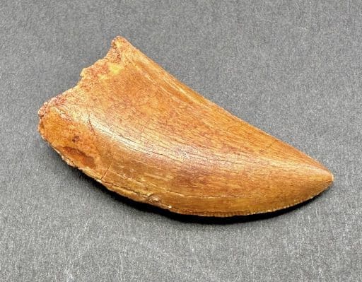 Fossil Dinosaur Tooth