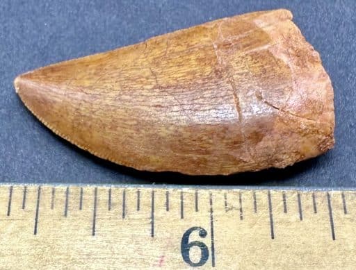 FO404 Fossil Dinosaur Tooth - Image 2