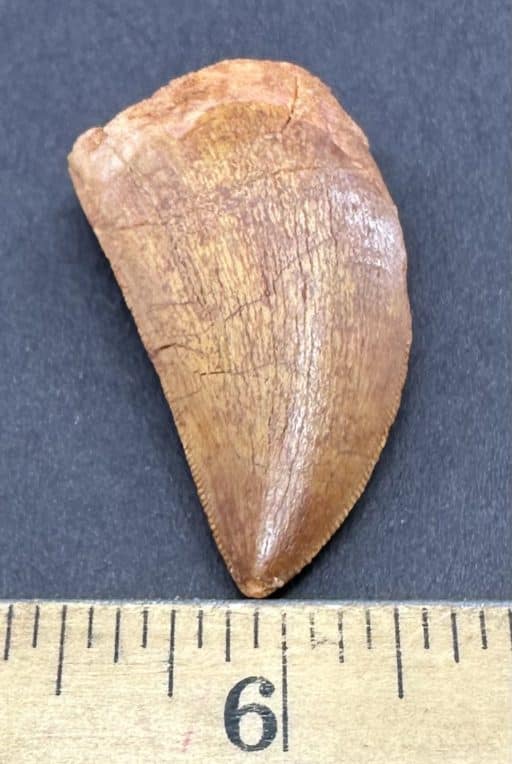 FO404 Fossil Dinosaur Tooth - Image 4