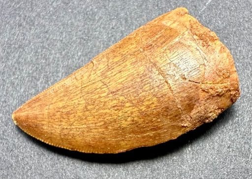 FO404 Fossil Dinosaur Tooth - Image 5