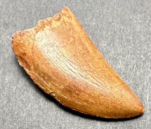 Fossil Dinosaur Tooth