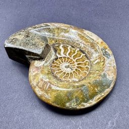 Ammonite Bowl