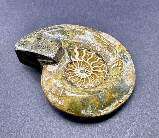 Ammonite Bowl